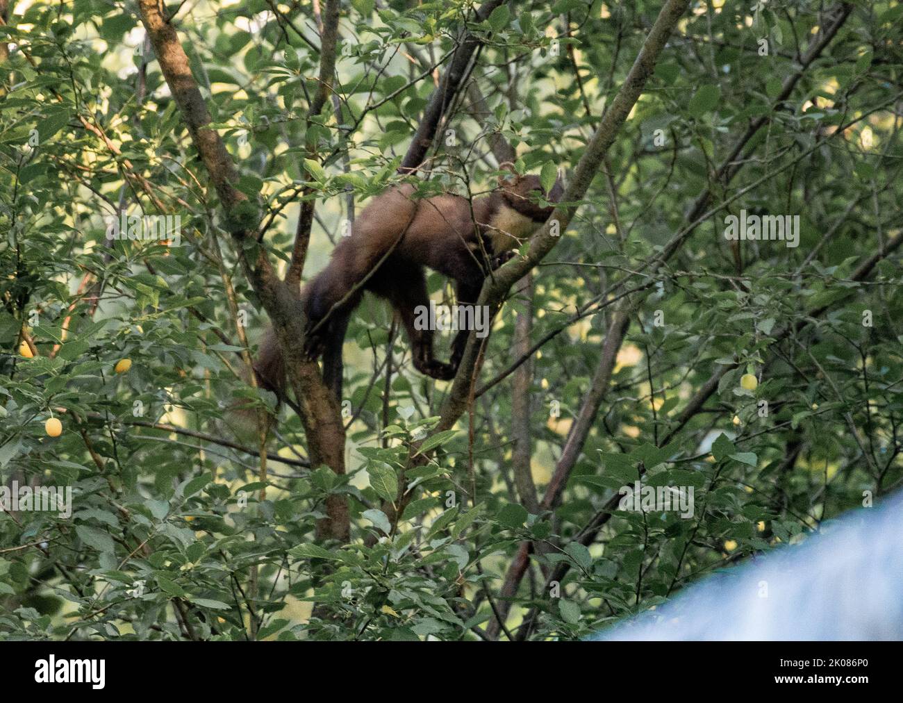 Martora che fora, arrampicandosi in un albero di susina Foto Stock