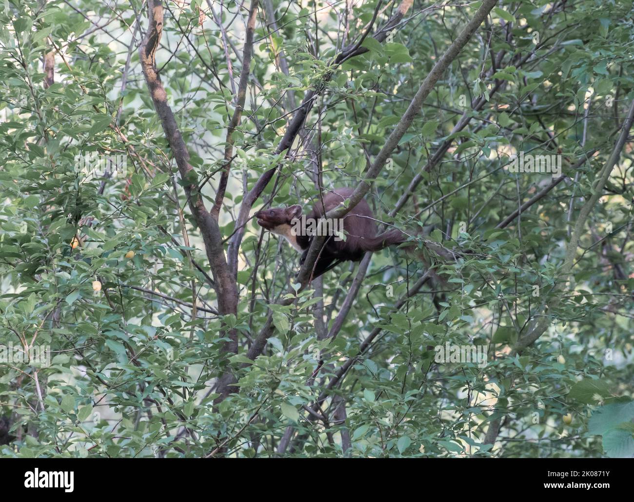 Martora che fora, arrampicandosi in un albero di susina Foto Stock