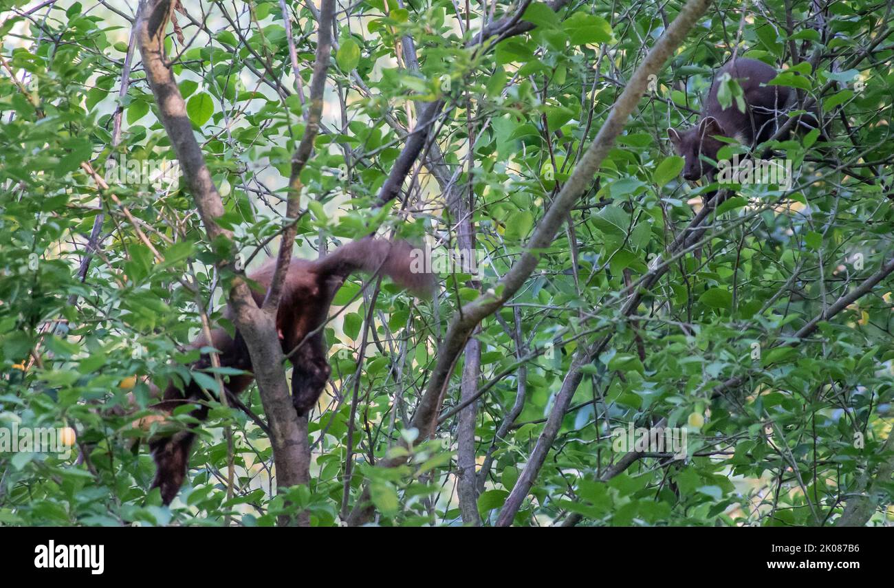 Martora che fora, arrampicandosi in un albero di susina Foto Stock