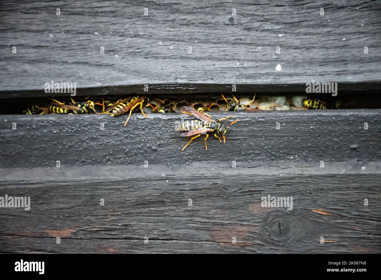 tipico piccolo nido di vespa di carta, creato nella cavità di una parete di casa in legno Foto Stock