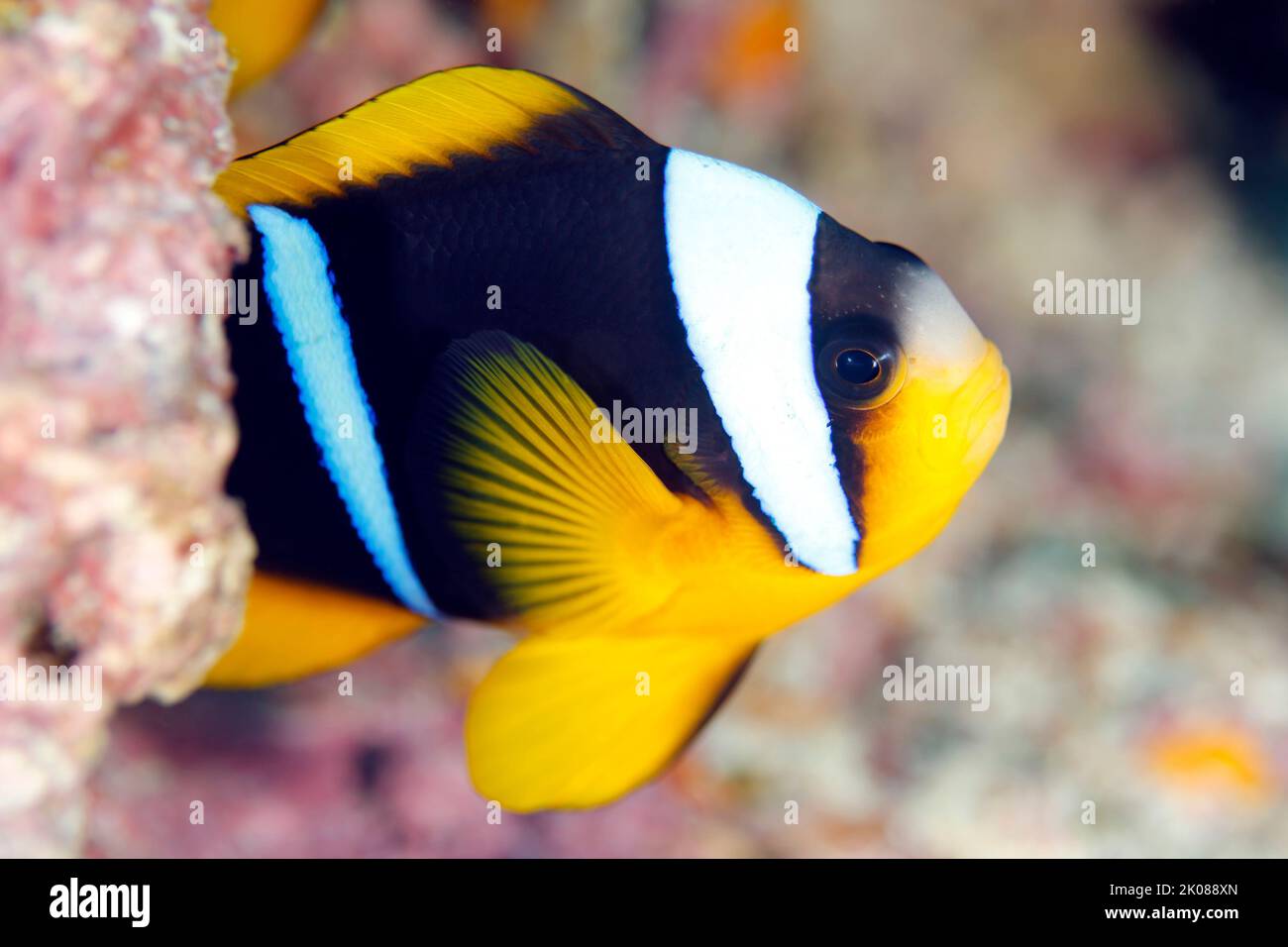 Pesce pagliaccio di Allard (Anphiprion allardi, alias pesce anemonefale di Allard). Isola di Mafia, Tanzania Foto Stock