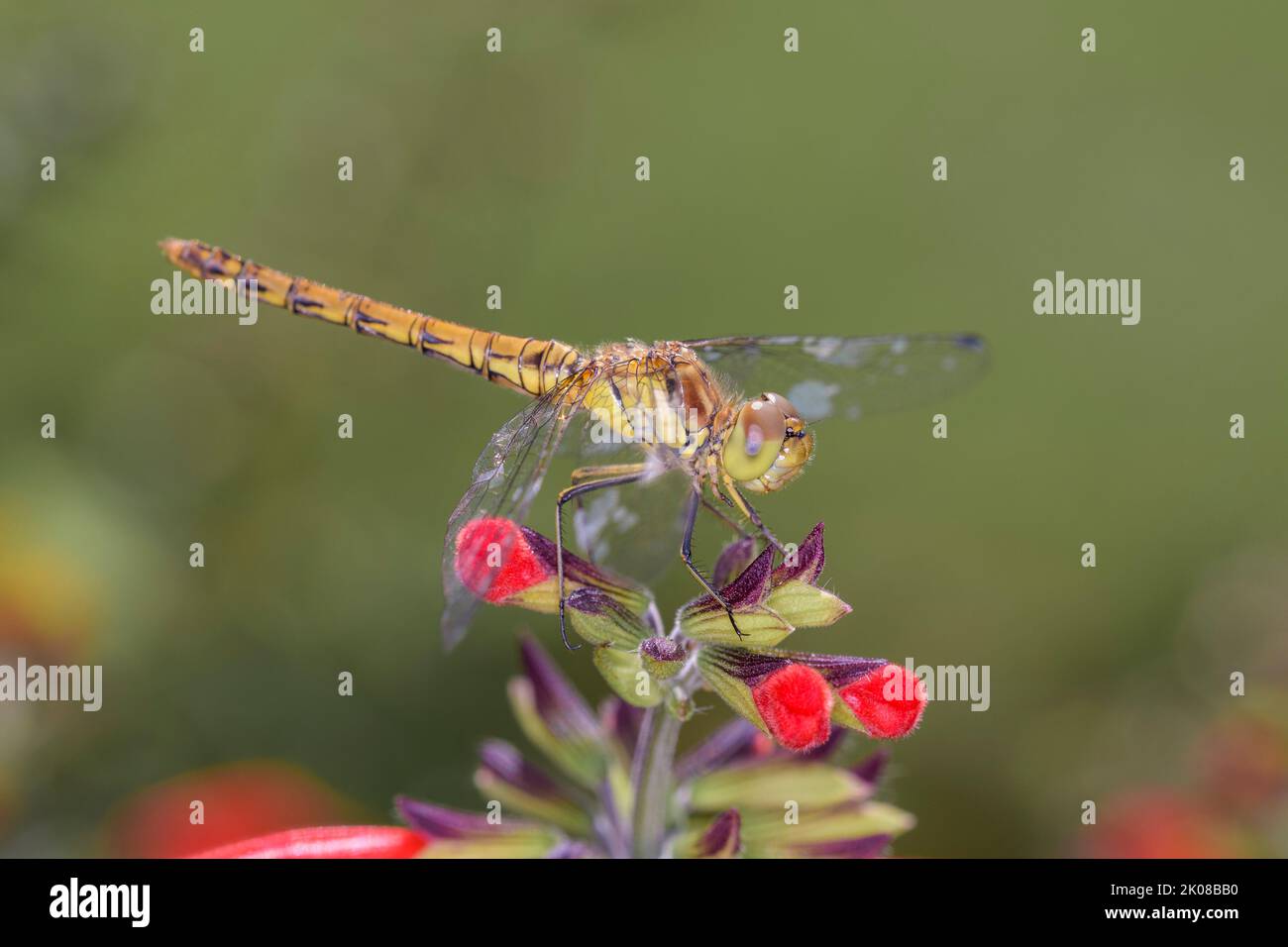 Femmina del Darter comune - Sympetrum striolatum su un fiore della salvia del sangue, salvia scarlatta o salvia del Texas - Salvia coccinea Foto Stock