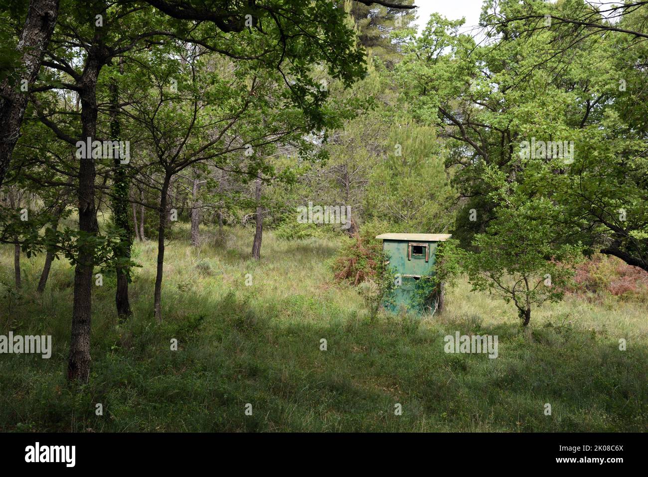 Capanna di legno verde, pellame di caccia, cieca di caccia o pellame del cacciatore in Provenza della foresta Francia Foto Stock