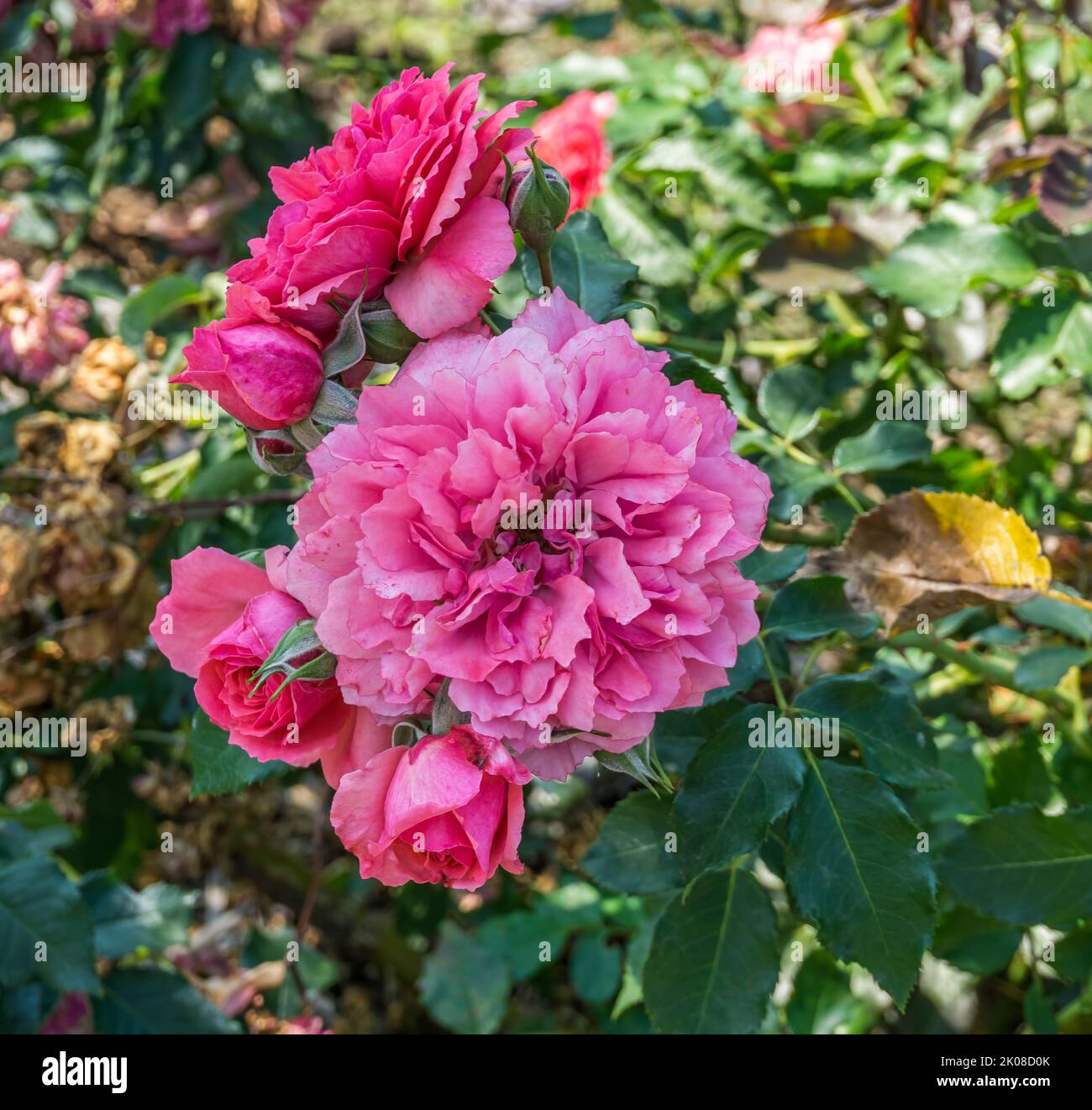 Un gruppo di rose rosa in un giardino inn Seatac, Washington. Foto Stock