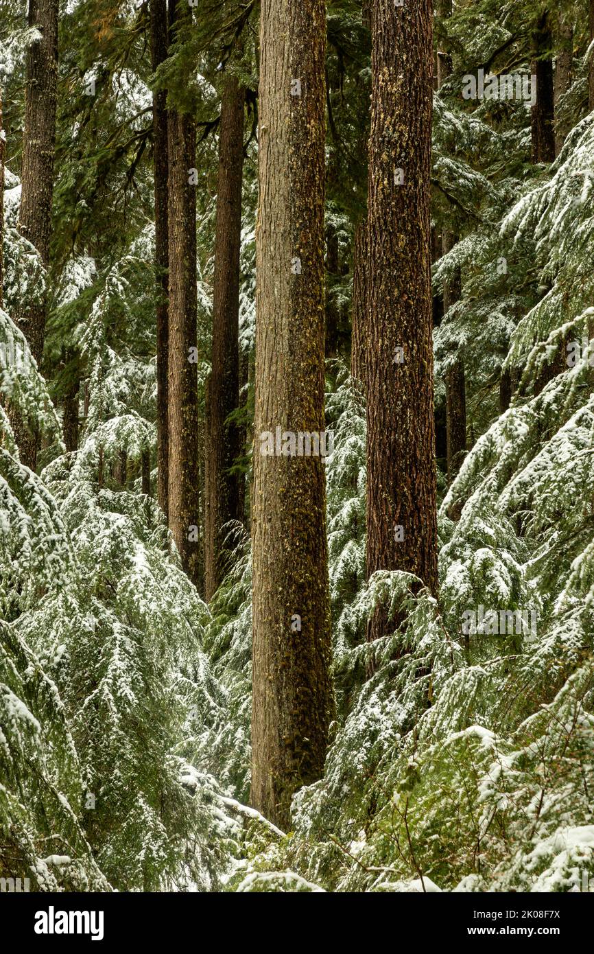 WA21991-00...,WASHINGTON - neve primaverile sugli alberi lungo il Sol Duc River Trail nel Parco Nazionale Olimpico. Foto Stock