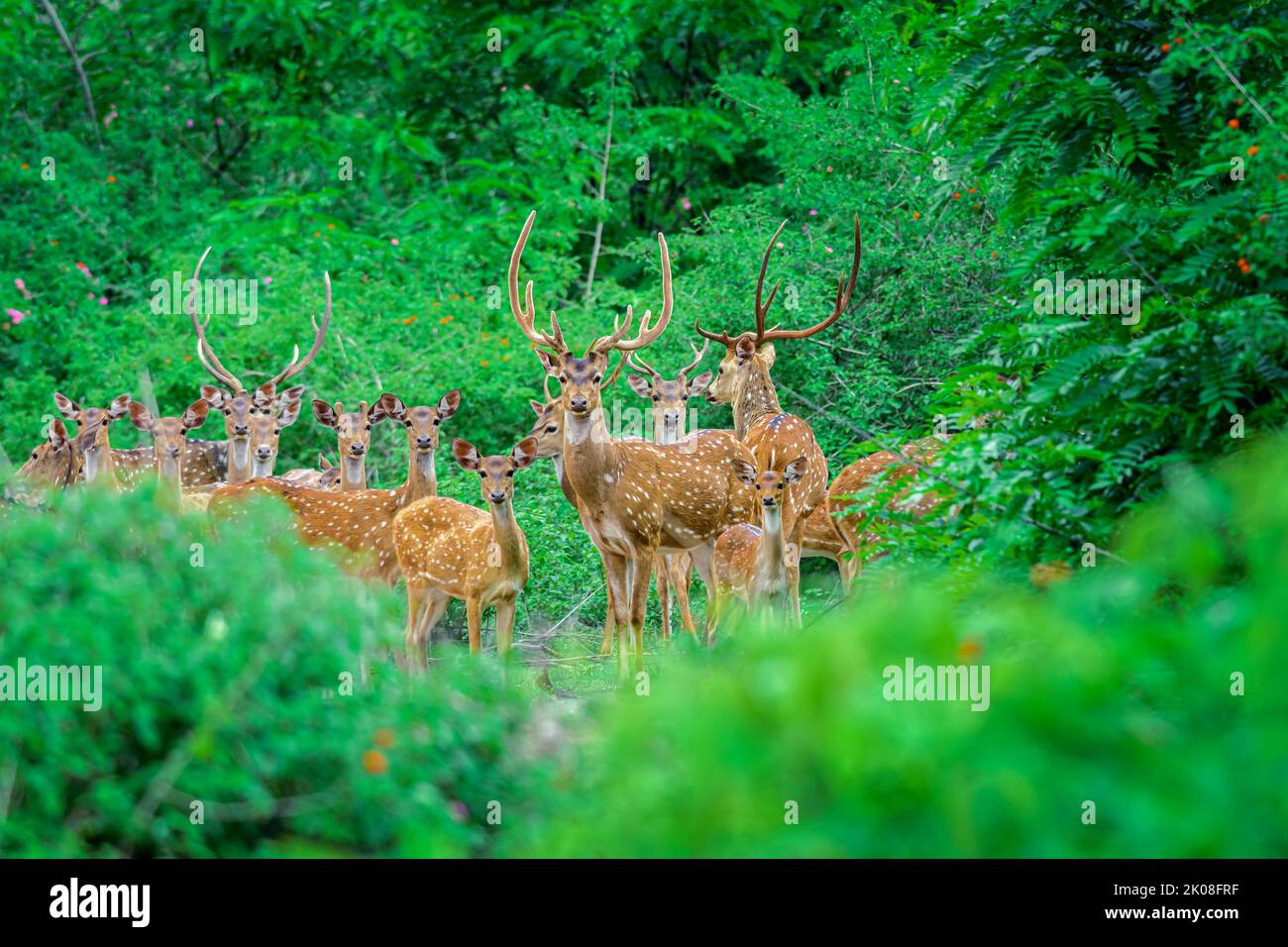 Animale, cervo indiano punteggiato, asse nel selvaggio con spazio di copia Foto Stock
