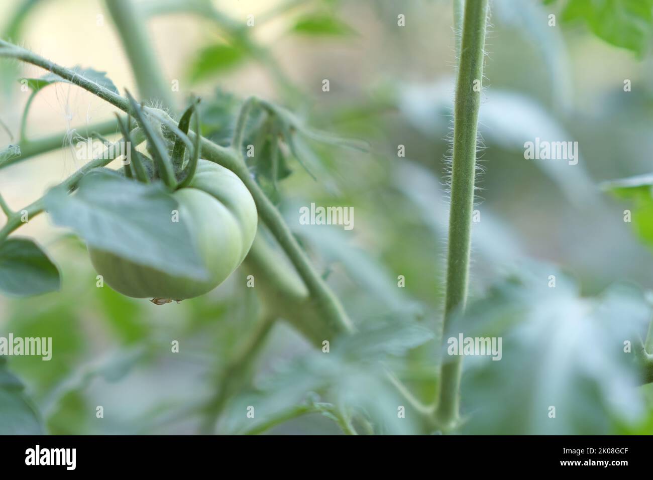 Un pomodoro verde che cresce a letto. Verdure immature sul ramo in orto. Concetto di orticoltura, agricoltura e prodotti biologici Foto Stock