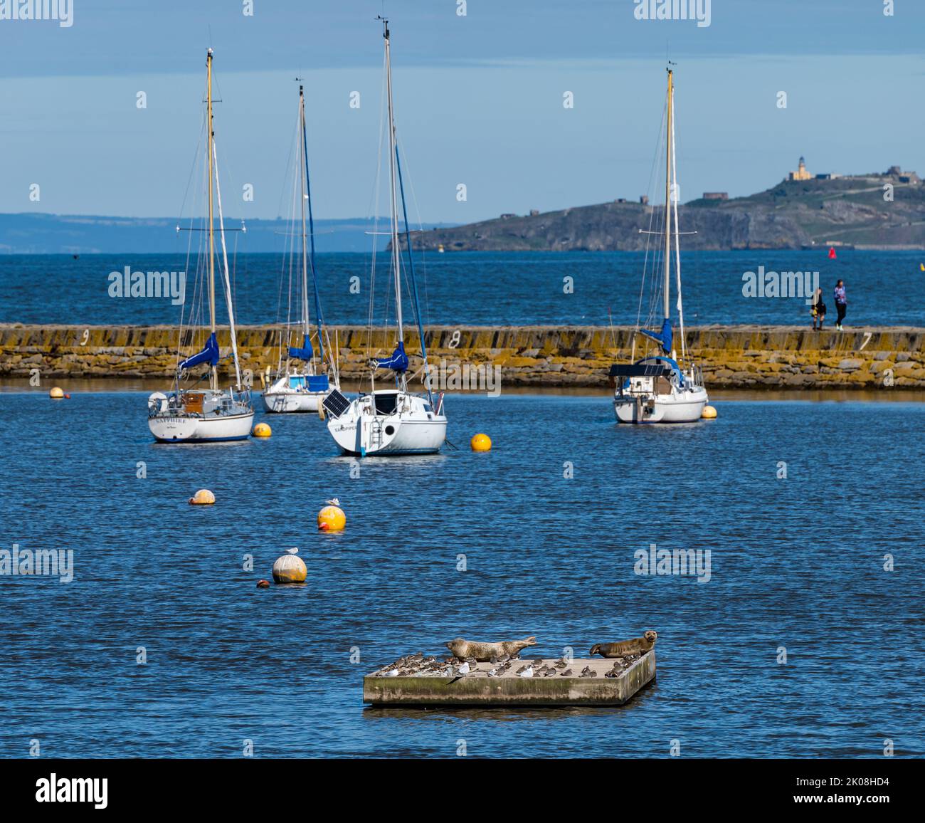 Leith, Edimburgo, Scozia, Regno Unito, 10th settembre 2022. UK Weather: Sunshine on Granton. Una calda giornata di settembre per un paio di foche grigie da crogiolarsi al sole su una piattaforma nel porto di Granton tra le barche a vela. Credit: Sally Anderson/Alamy Live News Foto Stock