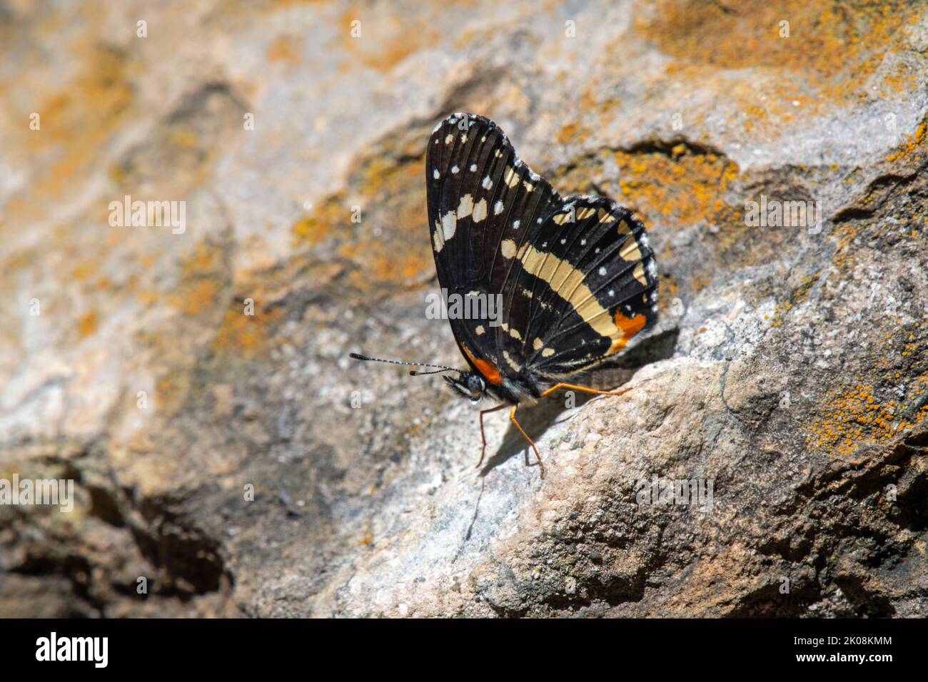 Patch con bordi (Chlosyne lacinia) Foto Stock