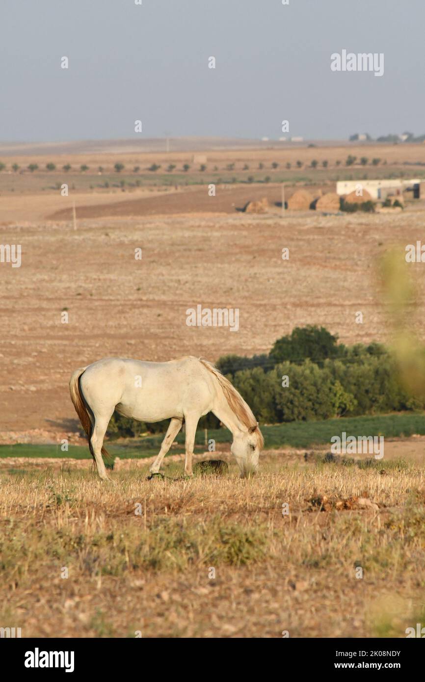 Cavallo selvatico che mangia erba Foto Stock