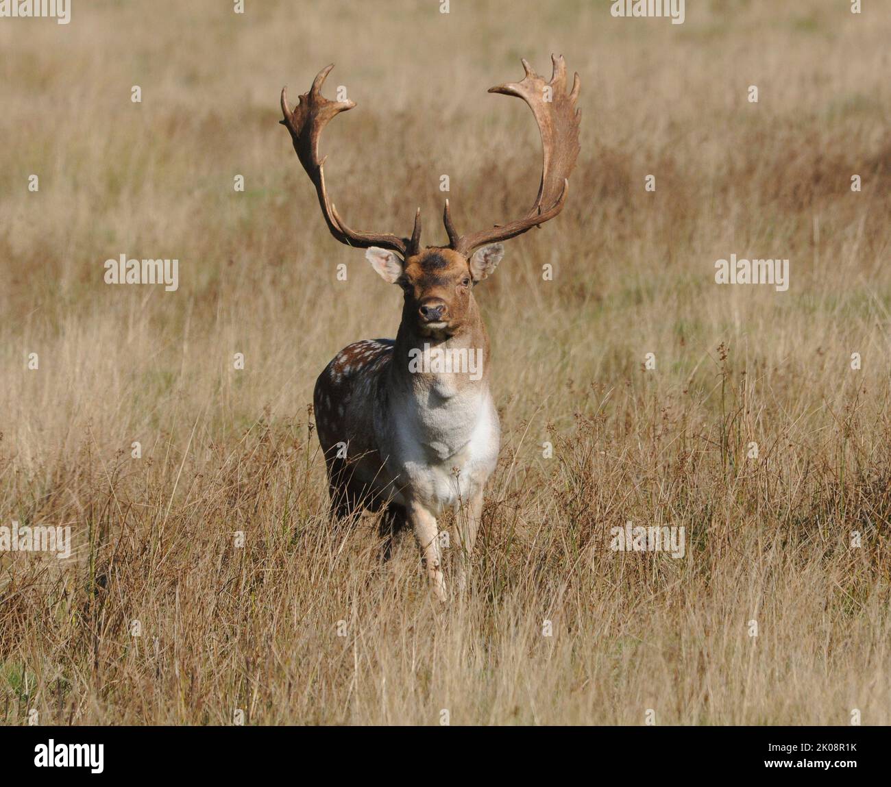 BRAVEHART. UN CORAGGIOSO PUGNO DI CERVO NON SI ARRENDERÀ IN QUANTO COMBATTE CONTRO I RIVALI NELLA RUT ANNUALE A PETWORTH PARK, WEST SUSSEX, NONOSTANTE ABBIA SOLO UNA FORMELLA. IL PUGNO BATTUTO PUÒ SOLO GUARDARE COME BRAVEHART TORNA ALLA MANDRIA. IL CERVO MASCHIO LOTTA SOPRA LE FA IN QUESTO PERIODO DELL'ANNO DURANTE LA STAGIONE DI RUTTING IN CUI LA DOMINANZA DEI MASCHI DETERMINA QUANTE FEMMINE AVRANNO NELLA LORO MANDRIA. PIC MIKE WALKER, MIKE WALKER IMMAGINI, 2013 Foto Stock