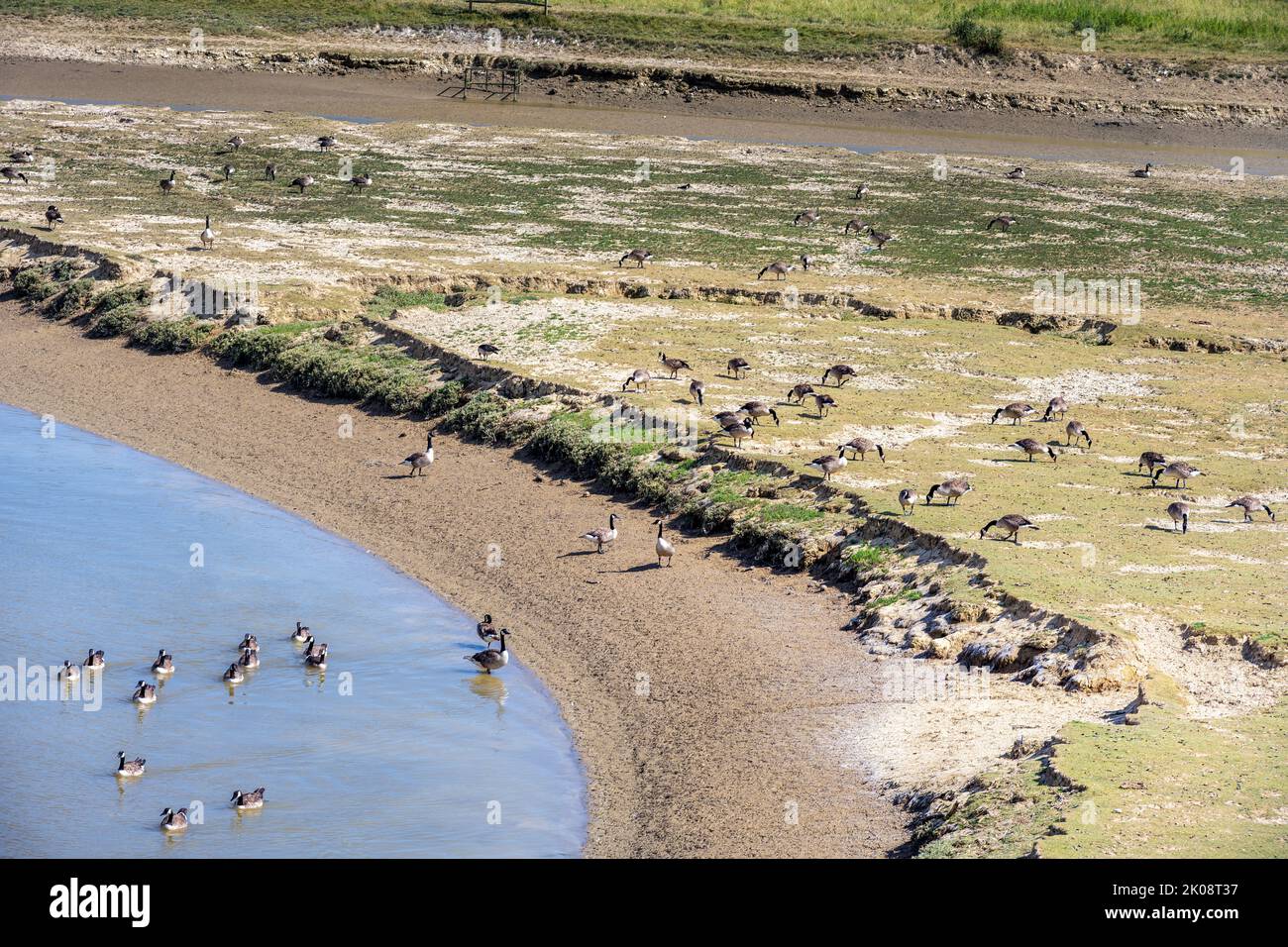 Gregge di oche sulla riva del fiume Cuckmere in estate, Sussex orientale, Inghilterra Foto Stock