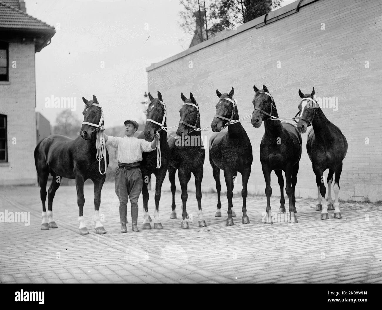 Spettacoli di cavalli. Cavalli McLean, 1912. Foto Stock