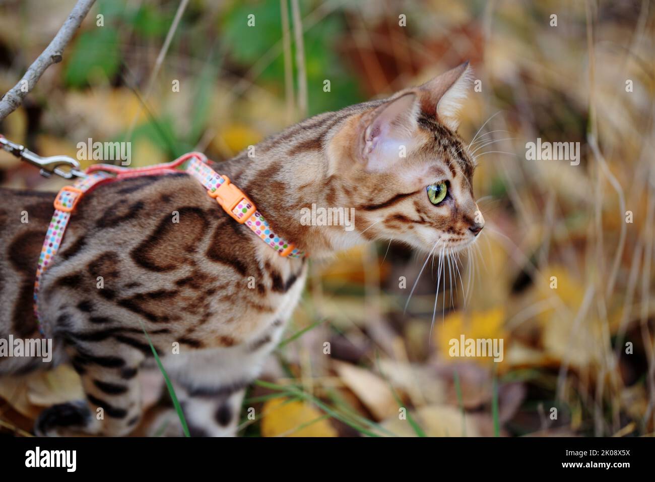 Un gatto del Bengala che si diverte in un'avventura all'aperto, circondato da erba e foglie. Il felino vibrante e attivo mostra la sua naturale eleganza e giocosa Foto Stock