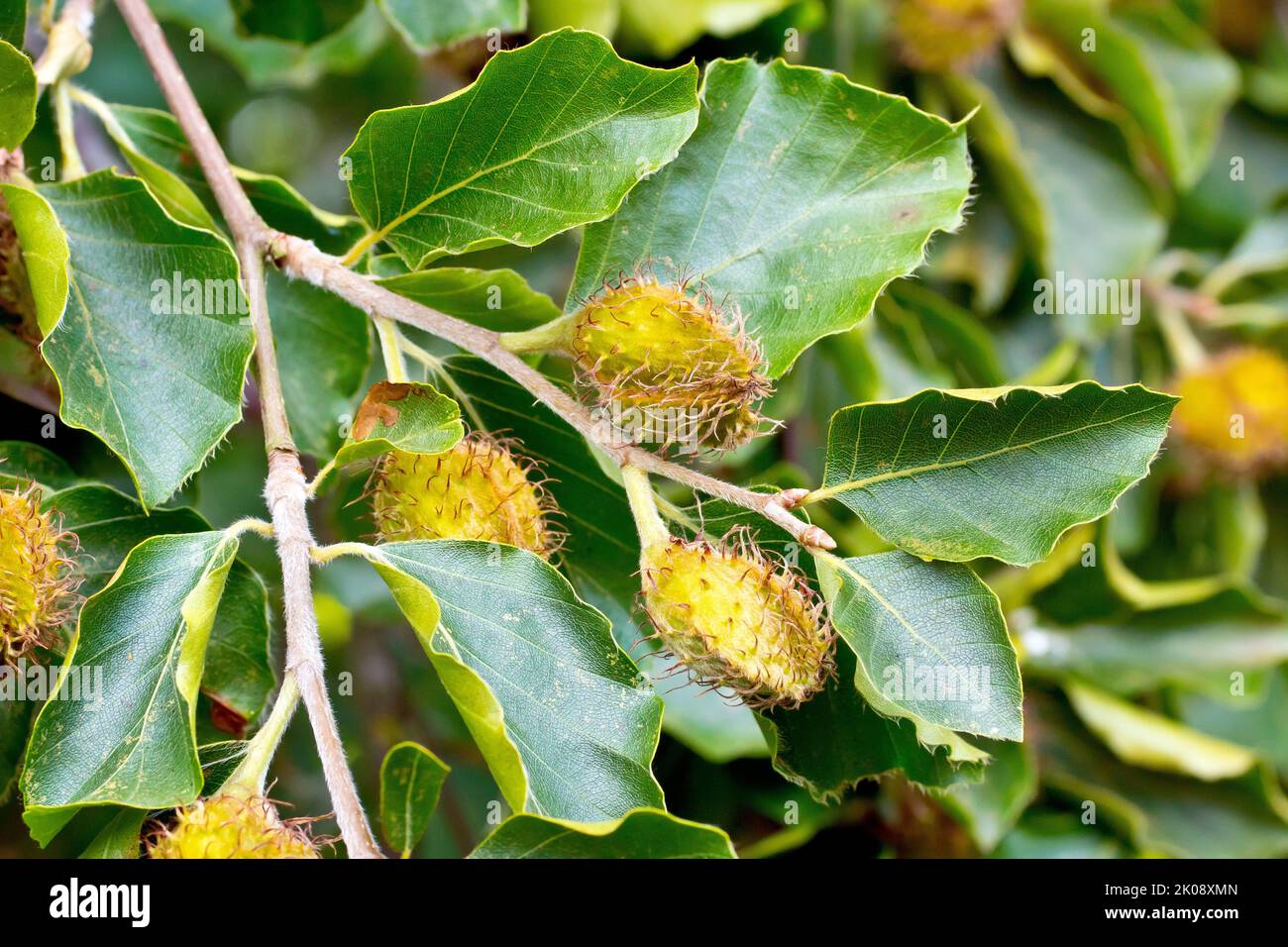 Faggio (fagus sylvatica), primo piano con casing di noce di faggio o frutti che crescono tra le foglie verdi dell'albero comune. Foto Stock