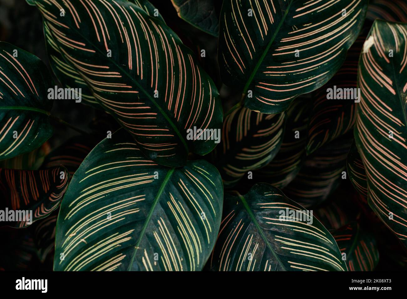Primo piano di Calathea Ornata o Sanderiana Evergreen, una popolare pianta da interno per una decorazione a tema primaverile Foto Stock