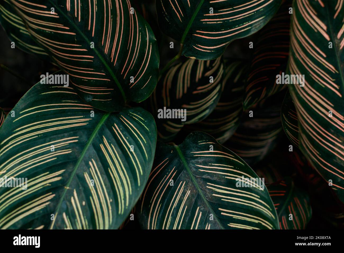 Primo piano di Calathea Ornata o Sanderiana Evergreen, una popolare pianta da interno per una decorazione a tema primaverile Foto Stock