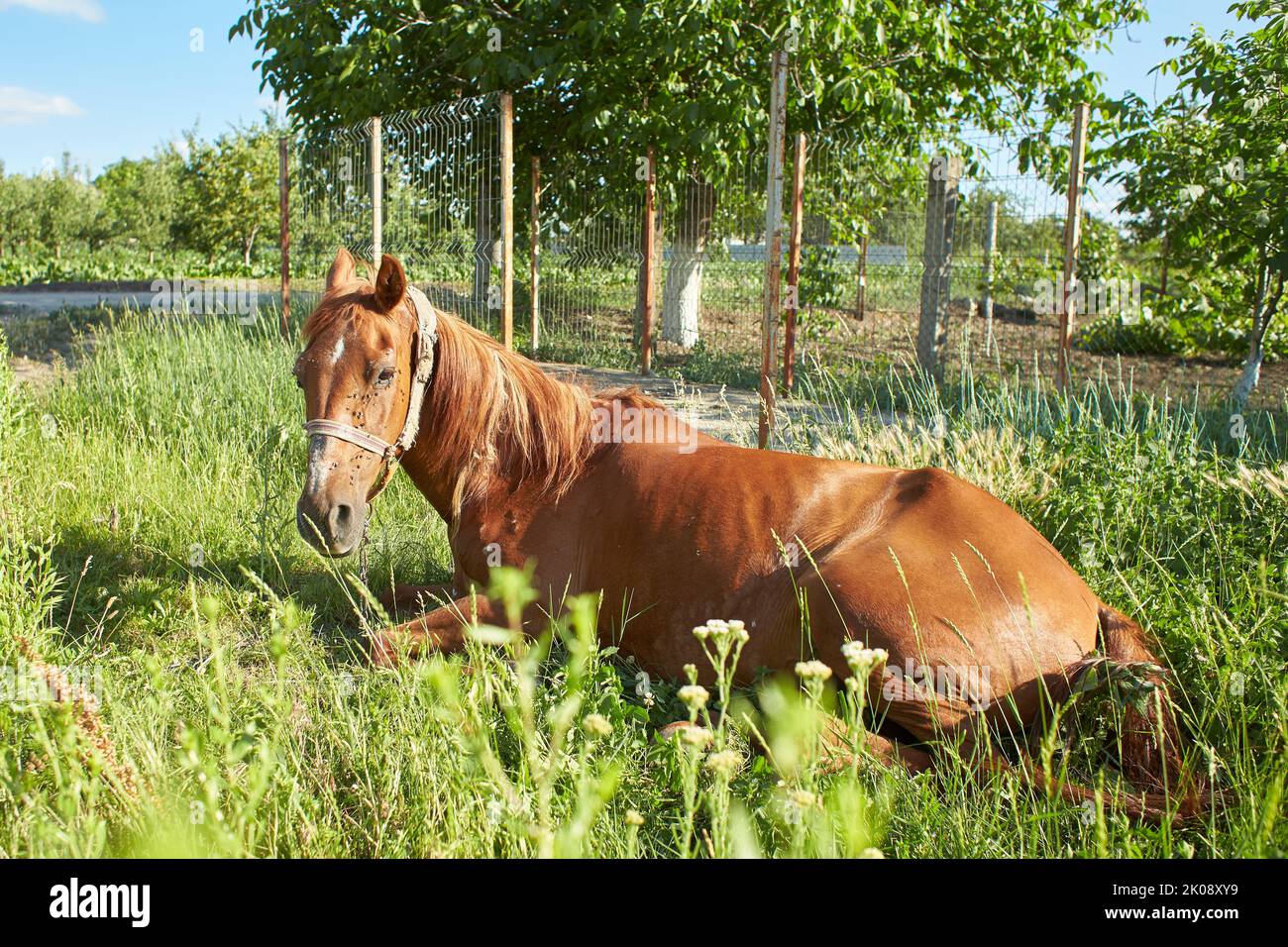 Cavallo malato nel campo Foto Stock