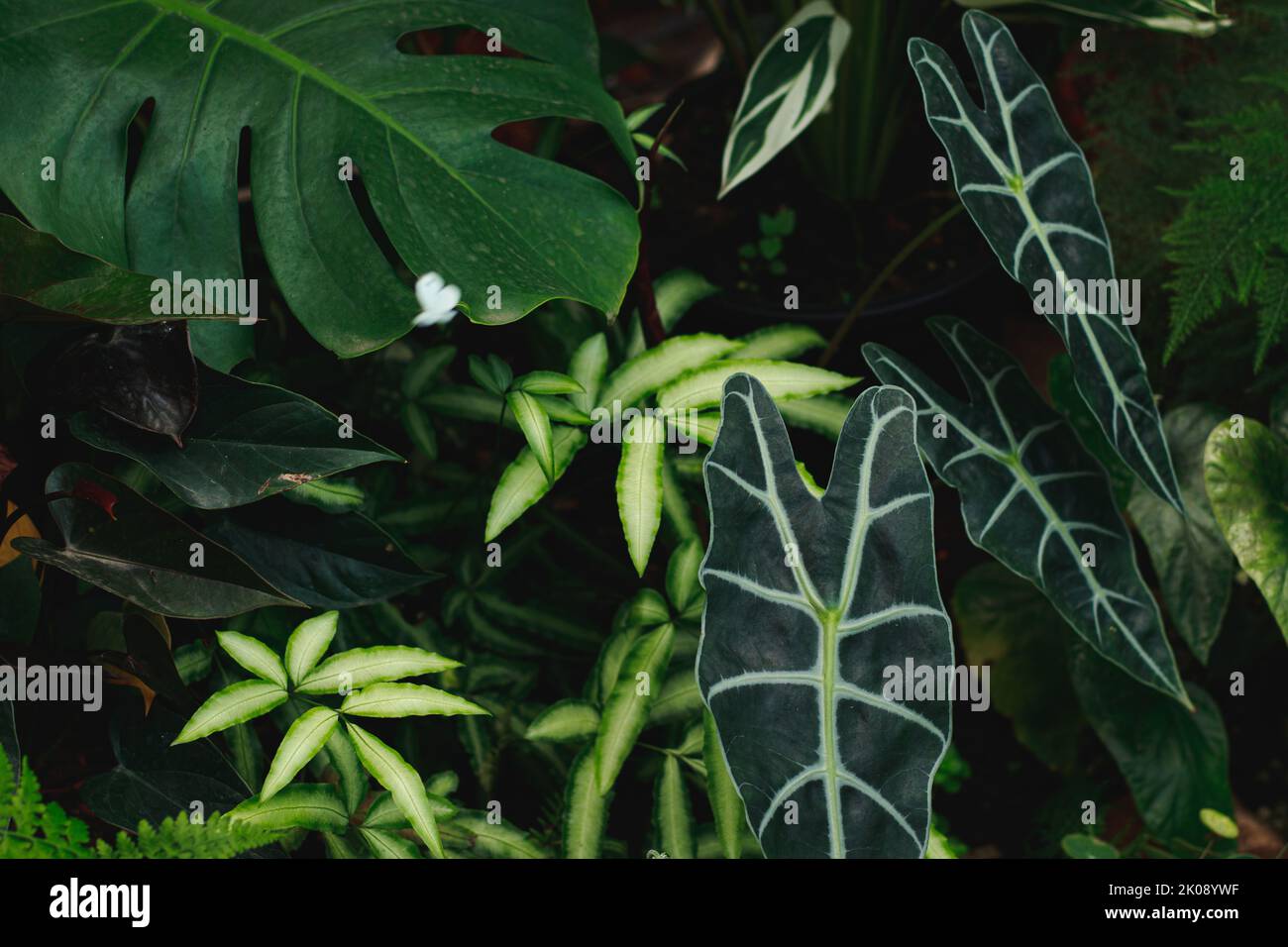 Alocasia micholitziana tra gli altri fogliame esotico in un lussureggiante giardino tropicale Foto Stock