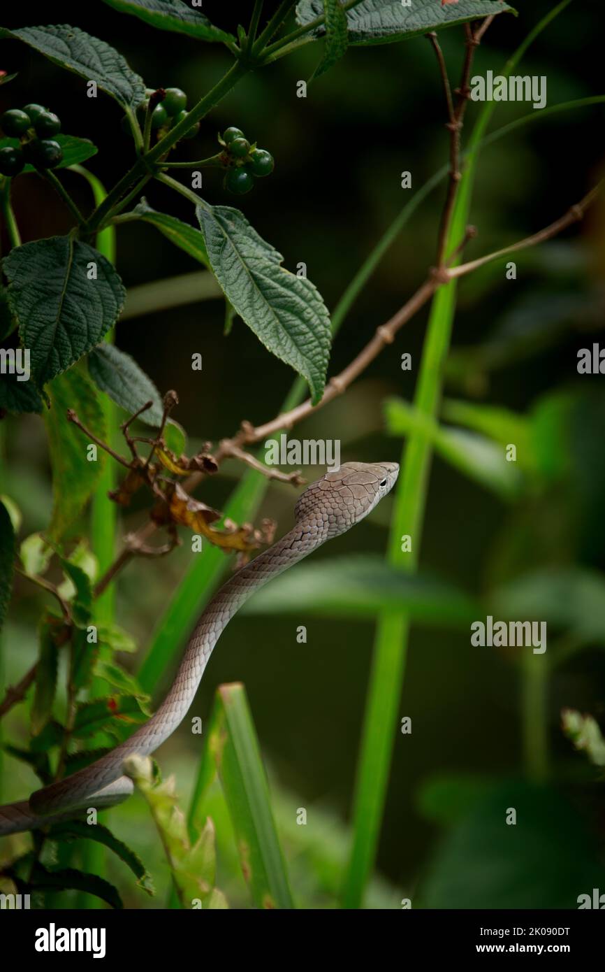 Un serpente di vite asiatico o Ahaetulla prasina in attesa in agguato tra il fogliame al Parco Nazionale di Bokor a Kampot, Cambogia Foto Stock