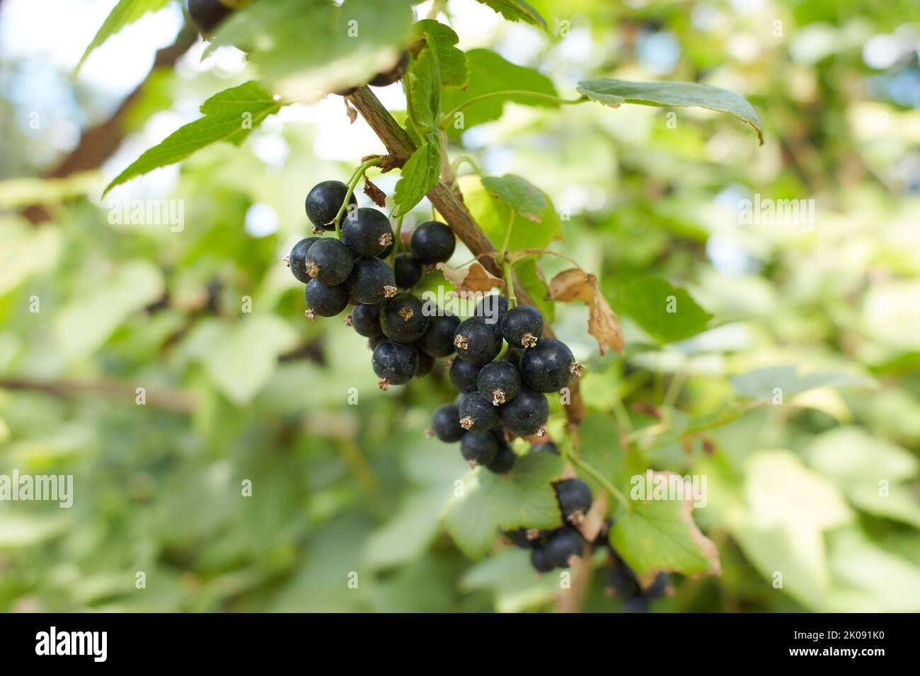 Ramo di ribes nero maturo in un giardino Foto di alta qualità Foto Stock