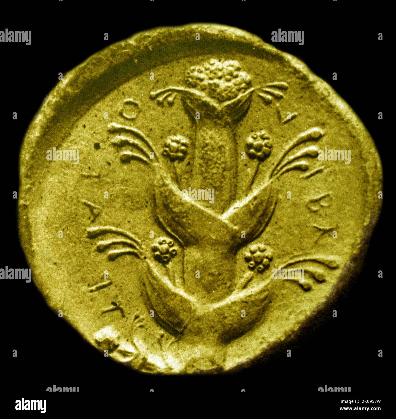 La pianta di sylphium rappresentava su una moneta del sesto - quarto secolo AC. La pianta si estinse all'incirca al tempo di Cristo. Taglio di notizie. Foto Stock