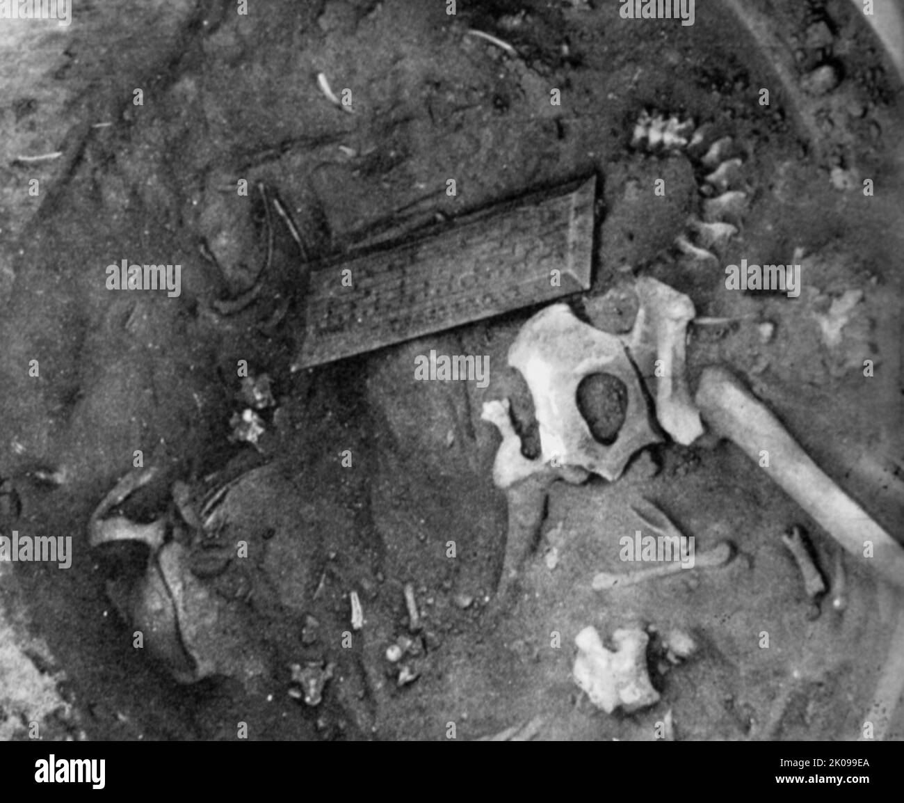 Interno di una grande pentola contenente scheletri di un serpente e un cane nel sito di Snake Cult di Amara West, capitale di Kush. Foto Stock
