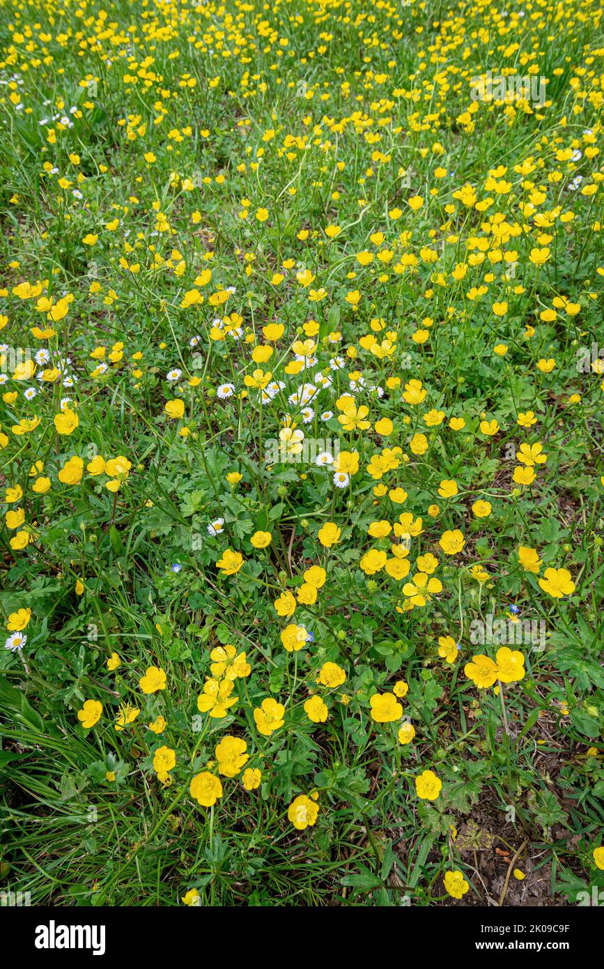 Un fiel coperto di coppe e fiori di camomilla nel Parco della Pace, all'inizio della primavera, a Pesaro, Marche, i Foto Stock