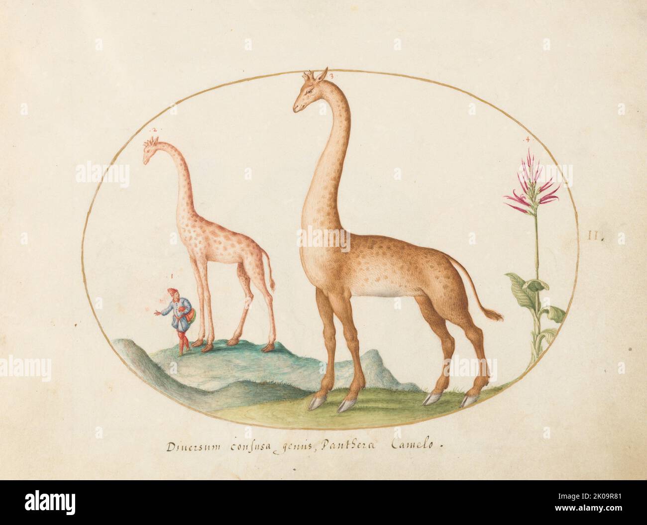 Piatto 2: Due giraffe con un Attendant, c.. 1575/1580. Foto Stock