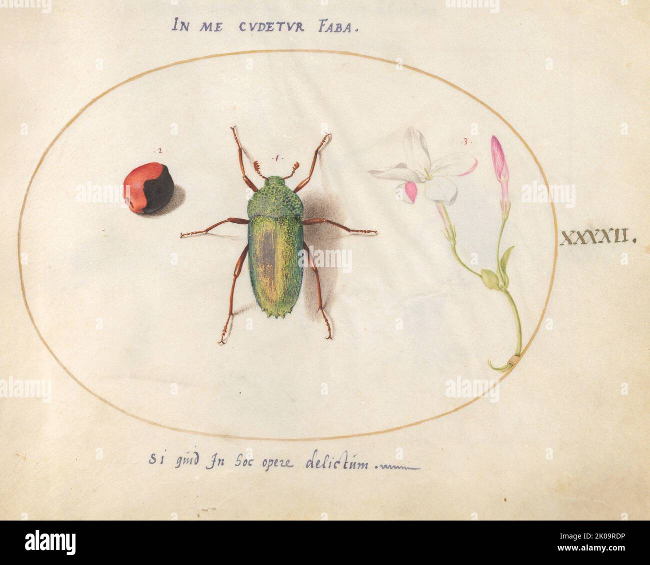 Piastra 42: Scarabeo verde grande con una pianta Gall(?) E un Fiore, c.. 1575/1580. Foto Stock