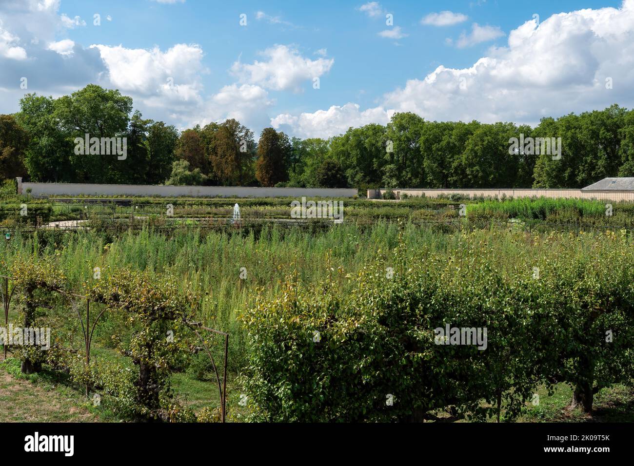 Giardino della cucina del re, Potager du Roi, a Versailles, Francia Foto Stock