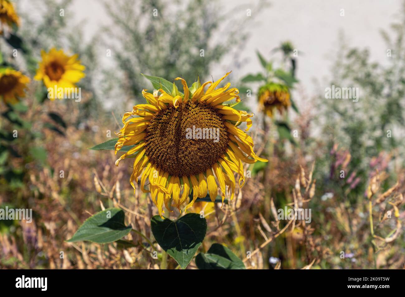 Primo piano di un girasole in una giornata di sole Foto Stock