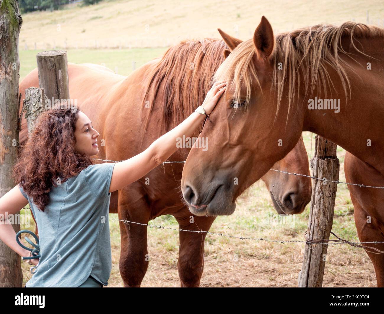 Donna brunette che accarezzava un cavallo Hispano-Breton dietro una recinzione di filo di arpia in un campo. Foto Stock