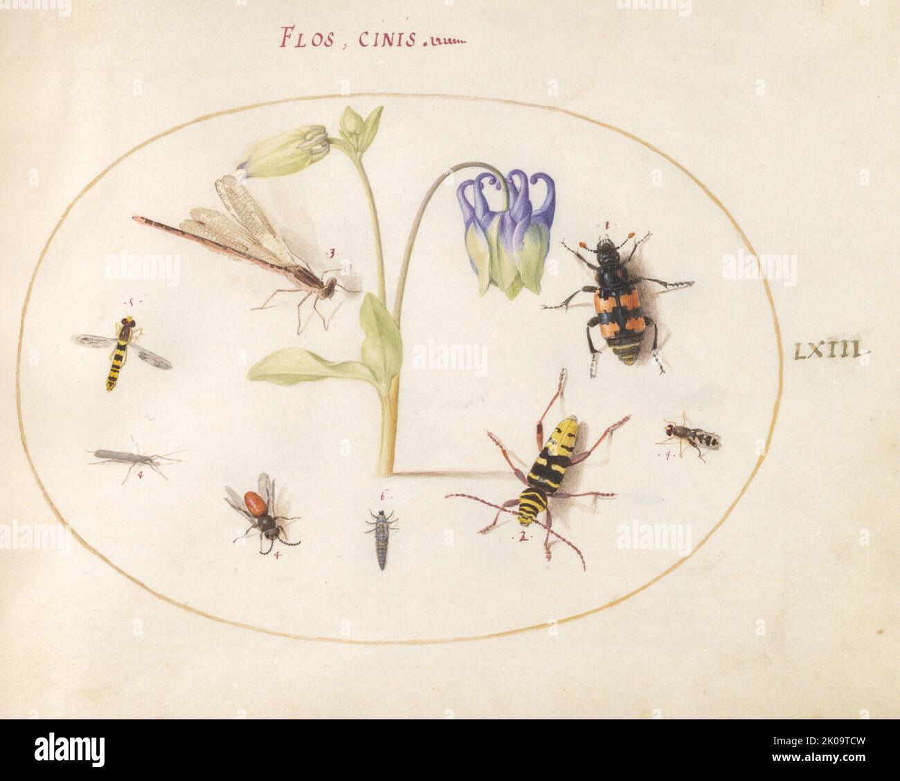 Piastra 63: Una Dragonfly e altri sette insetti con una colonna Blu e Bianca, c.. 1575/1580. Foto Stock