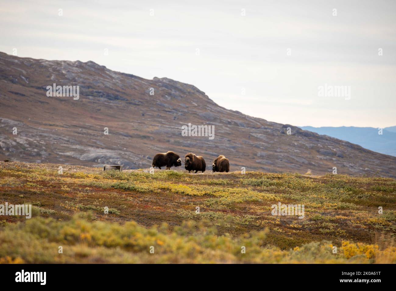 Muskox in tundra a Kangerlussuaq, Groenlandia. Foto Stock