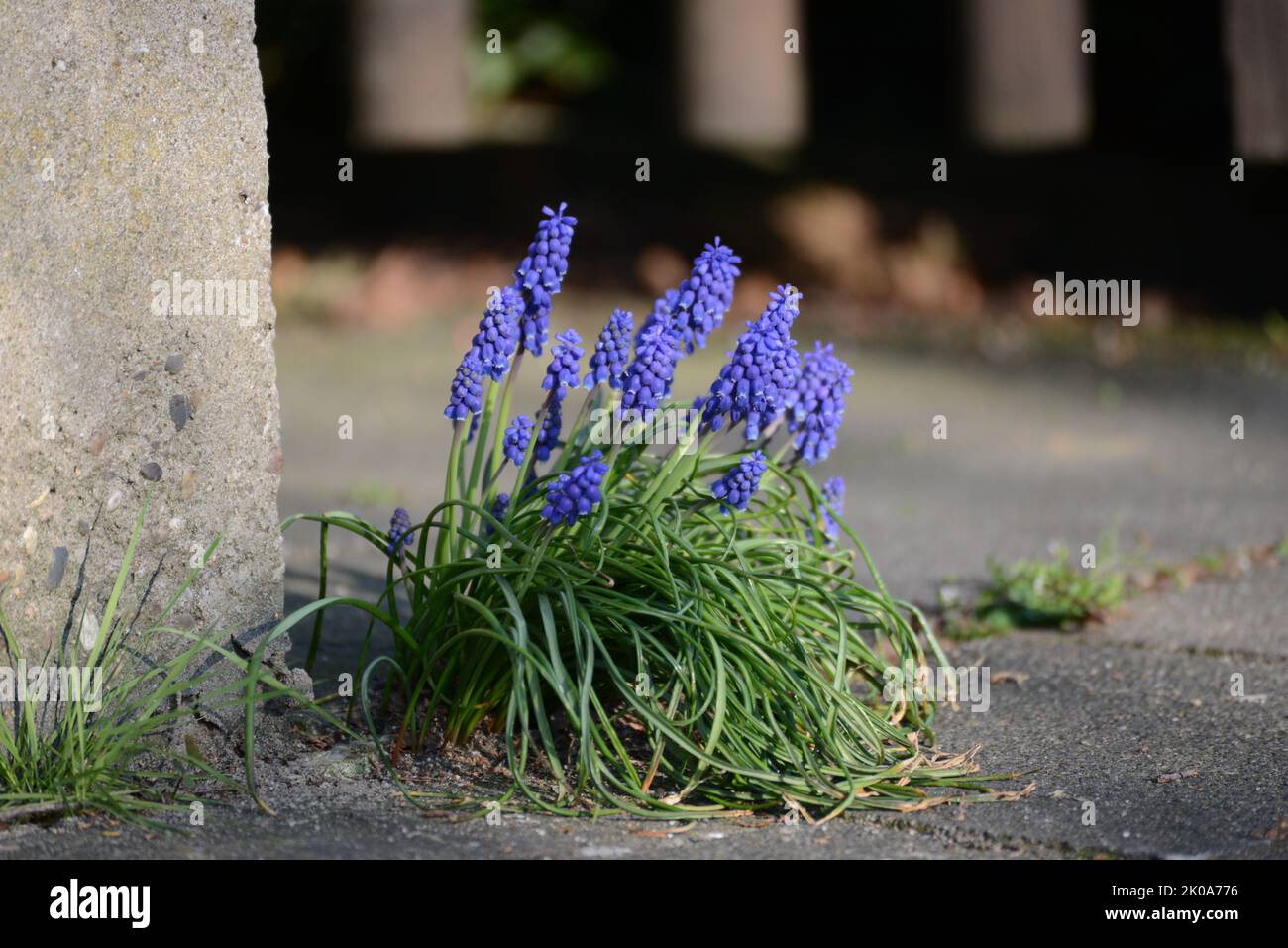 Traubenhyazinthen Perlenhyazinthen Hyazinthen Blumen Blau Foto Stock