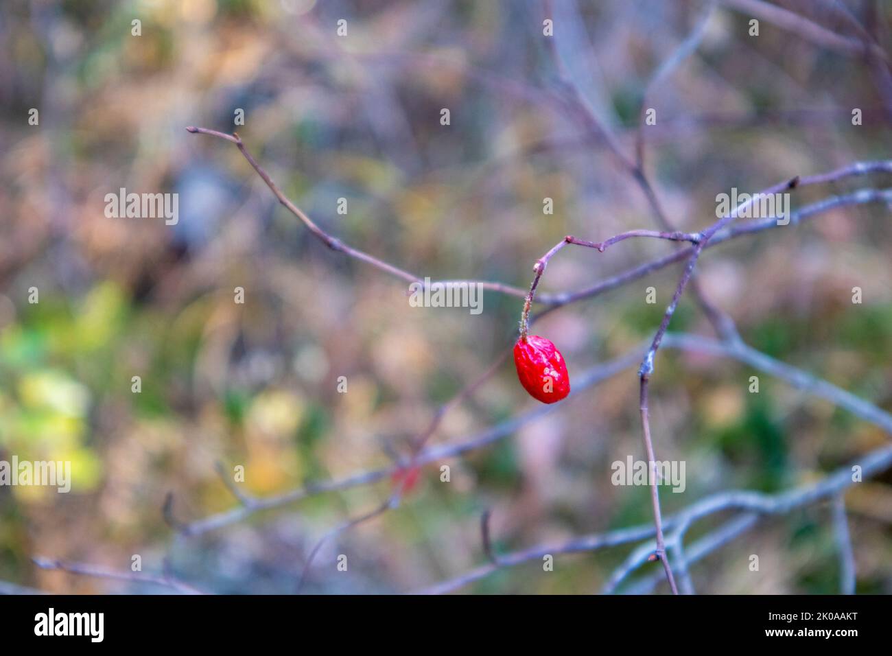 una rosa rossa su un ramo asciutto. autunno Foto Stock