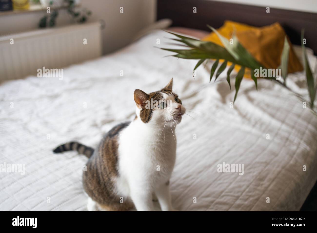 Carino gatto bianco grigio domestico che gioca sul letto Foto Stock