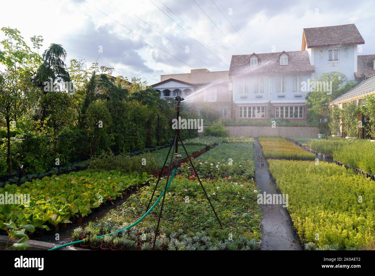 Moderno sistema di irrigazione a tubo lungo spruzza acqua fresca sulle piante che crescono in pentole in giardino Foto Stock