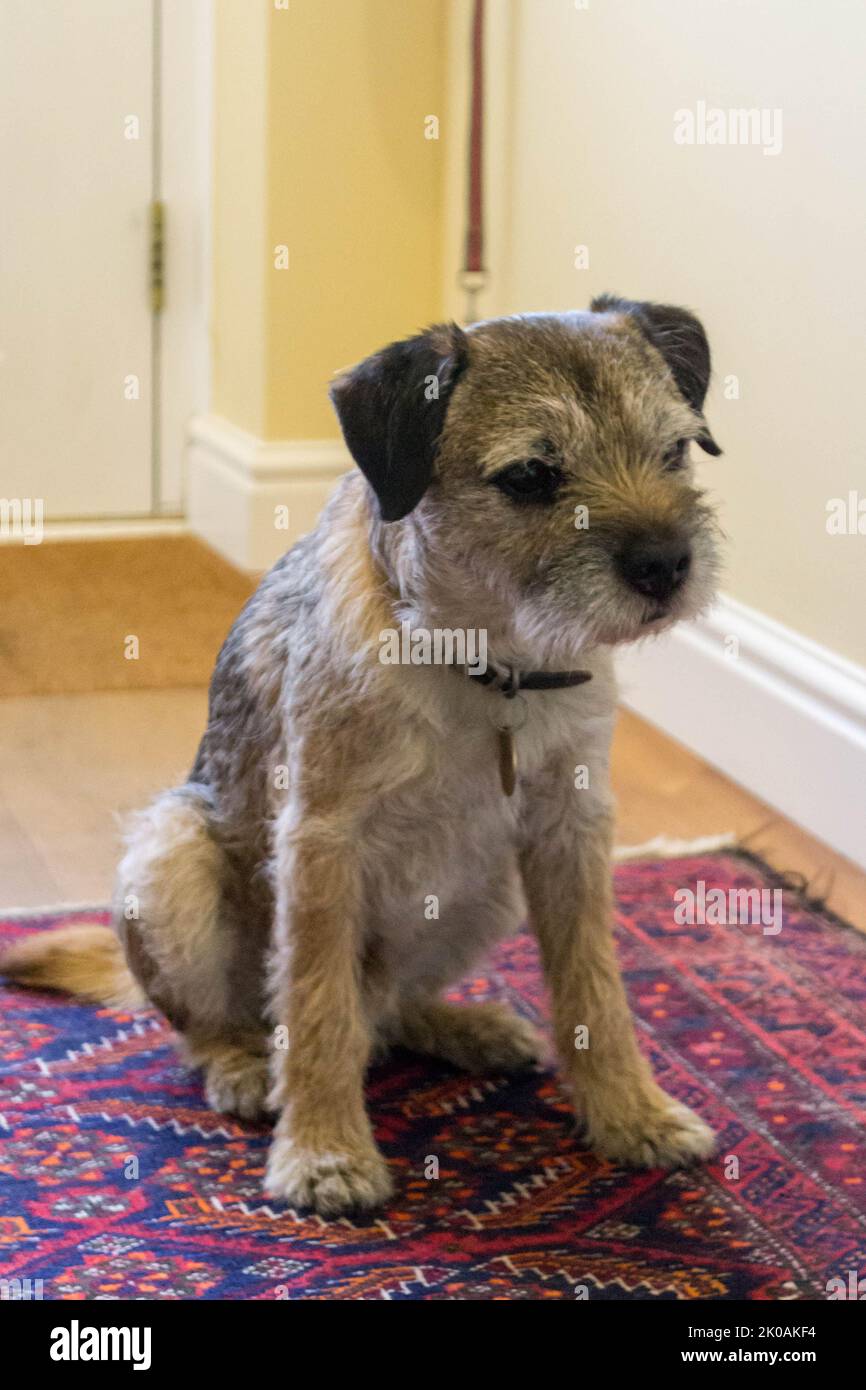 Border Terrier seduto su un tappeto colorato Foto Stock