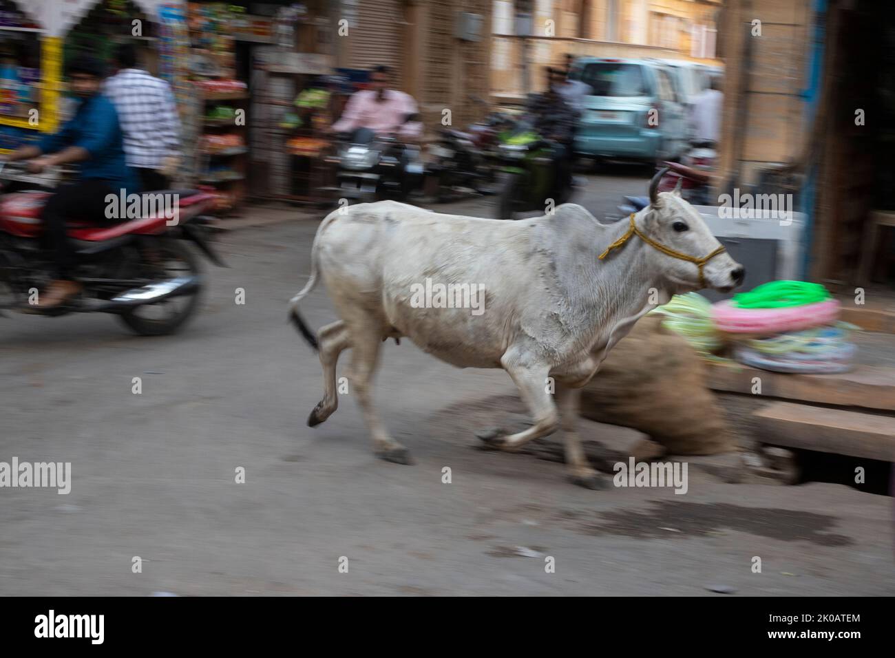 Mucca che corre in una strada indiana (Jaisalmer) Foto Stock