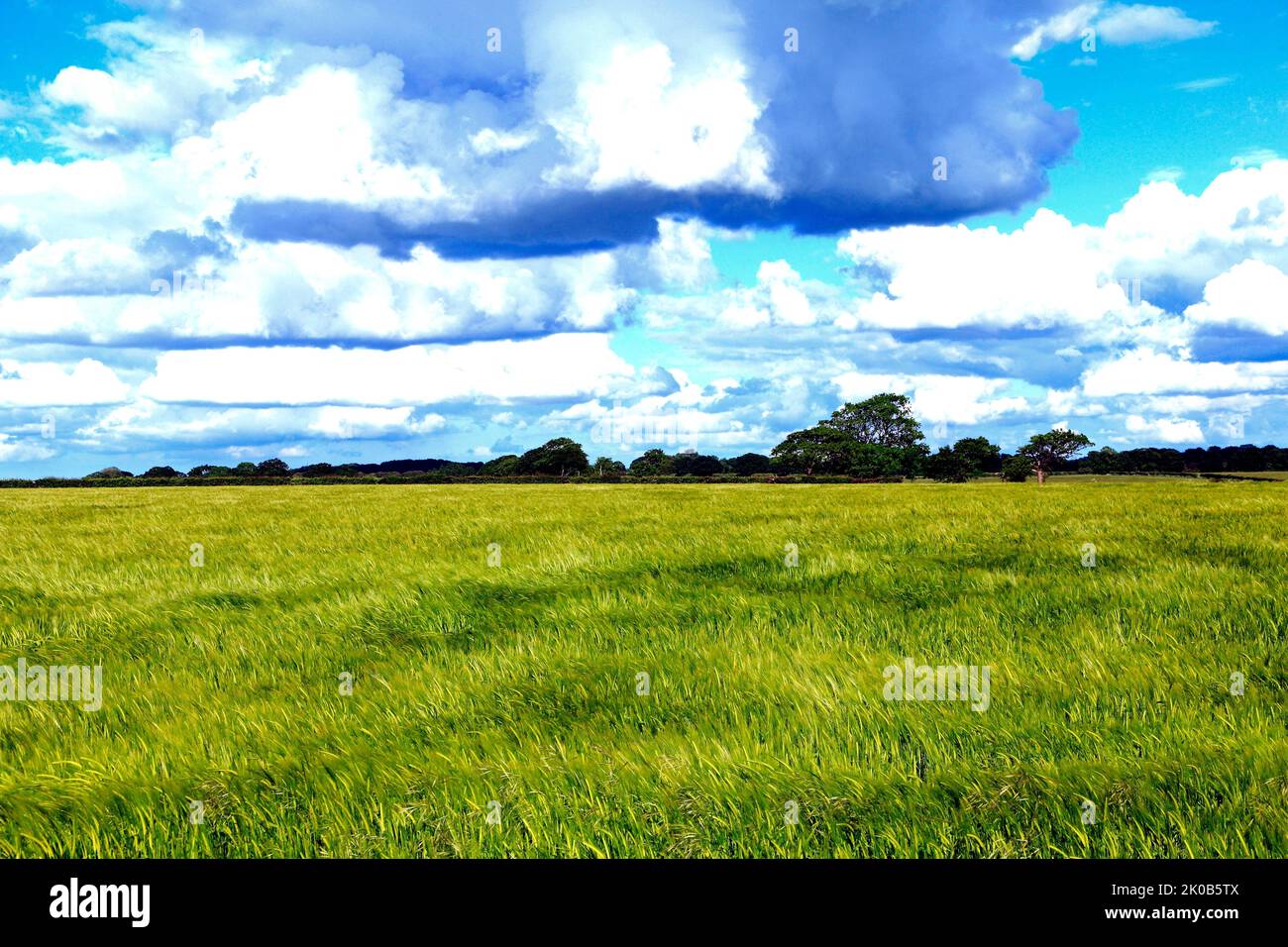 Campo agricolo, di Barley, Springtime, vernal, Norfolk, Inghilterra, Regno Unito Foto Stock