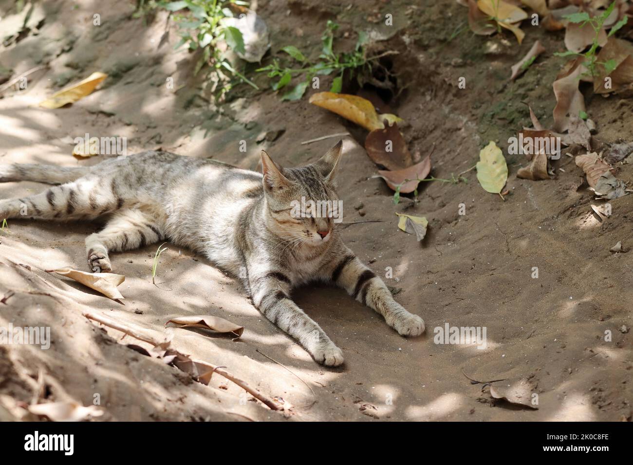 Foto ravvicinata di Un gatto seduto nel giardino all'ombra degli alberi, Rajasthan India Foto Stock