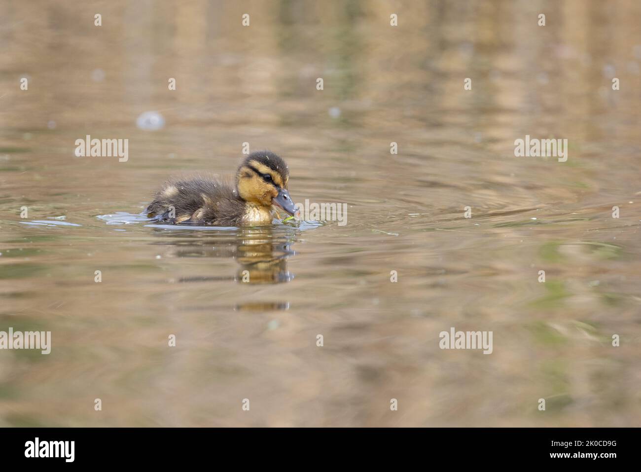 Mallard Duckling [ Anas platyrhynchos ] nutrire lo stagno con riflessione Foto Stock