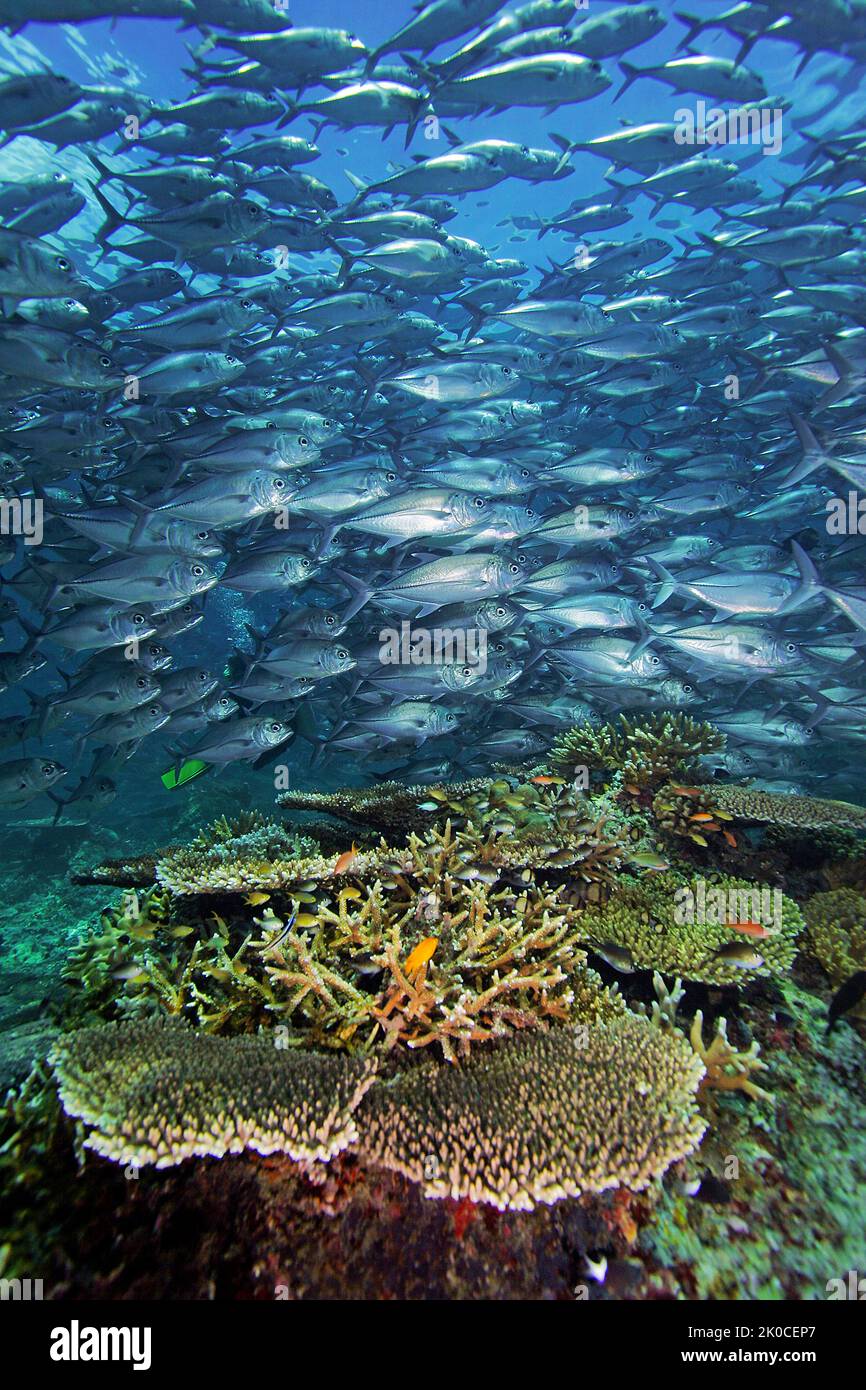 Scuola di Bigeye Travallies (Caranx sexfasciatus), nuoto su una barriera corallina, Palawan, Filippine, Oceano Pacifico, Asia Foto Stock