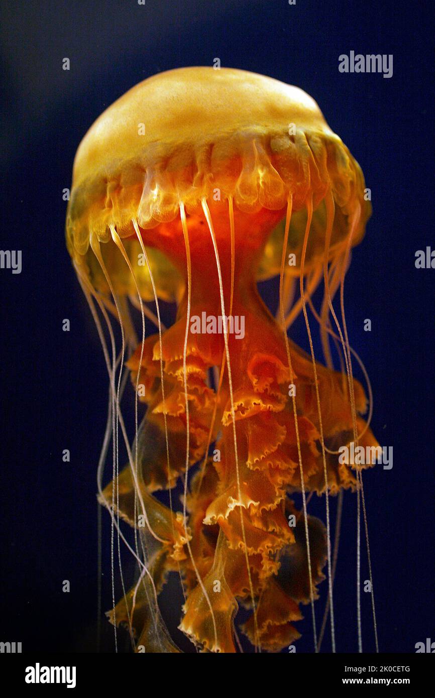 Nettola del Mar Nero o medusa rossa grande (Chrysaora achlyos), Columbia Britannica, Canada, Oceano Pacifico del Nord Foto Stock