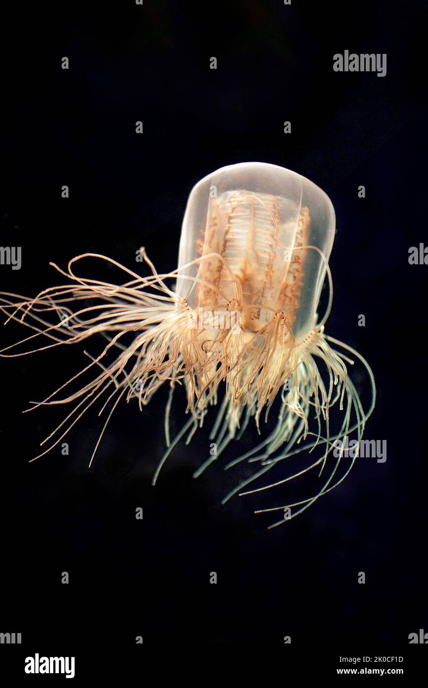 Hydromedusa, una specie di medusa (Spirocodon saltator), Columbia Britannica, Canada, Oceano Pacifico settentrionale Foto Stock