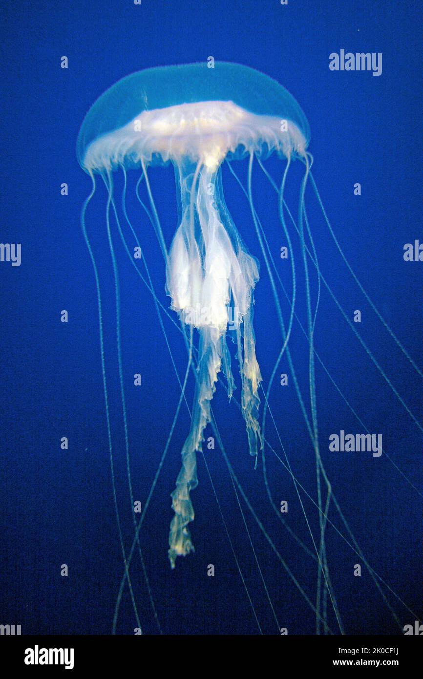 Pesce di Jellyfish di Amakusa, pesce di Jellyfish malese o ortica di mare malaiena (Sanderia malayensis), ortica forte, Mabul, Malesia Foto Stock