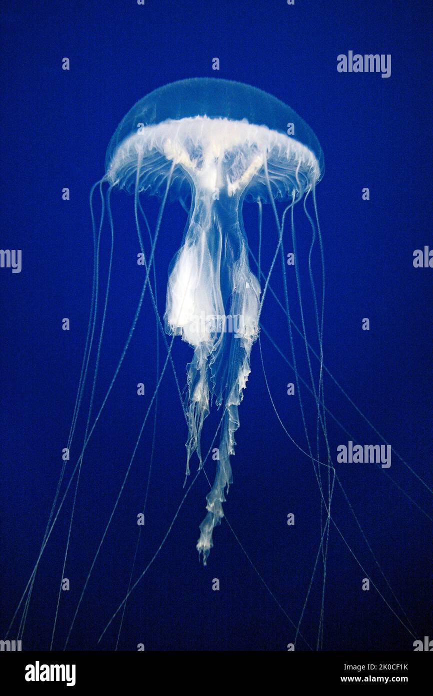 Pesce di Jellyfish di Amakusa, pesce di Jellyfish malese o ortica di mare malaiena (Sanderia malayensis), ortica forte, Mabul, Malesia Foto Stock