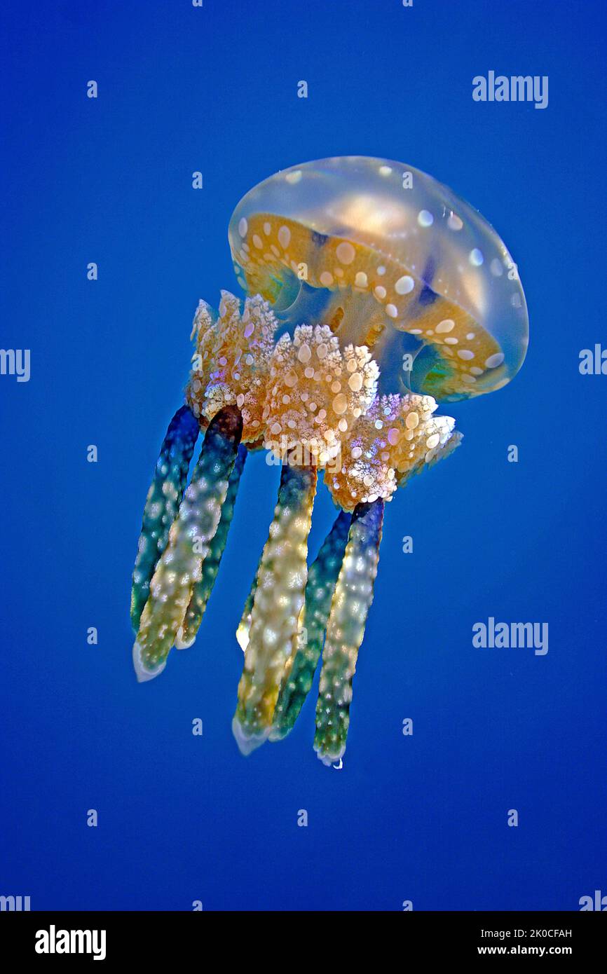 Mastigias meduse o Papua medusa (Mastigias papua), meduse Lago, eil isola Malk, Palau, Stati Federati di Micronesia Foto Stock